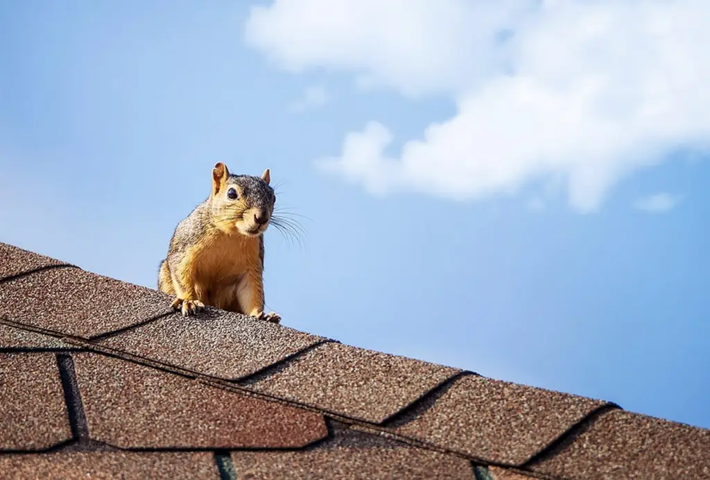 Brown-gray squirrel standing near the edge of an asphalt shingle roof against a bright blue sky with scattered clouds.