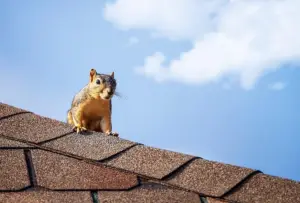 Brown-gray squirrel standing near the edge of an asphalt shingle roof against a bright blue sky with scattered clouds.