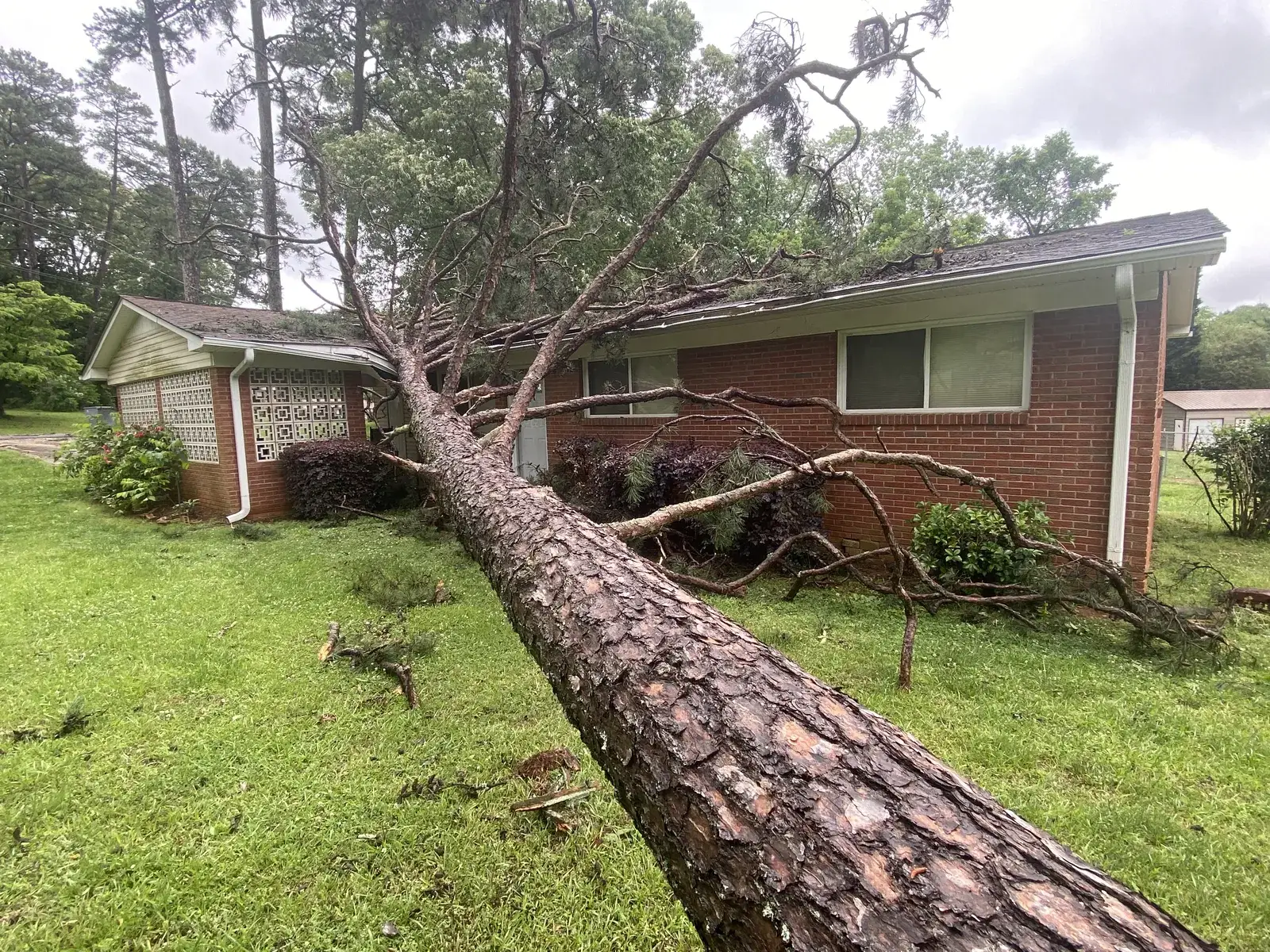 Fallen pine tree lying across the roof of a brick ranch home after a storm